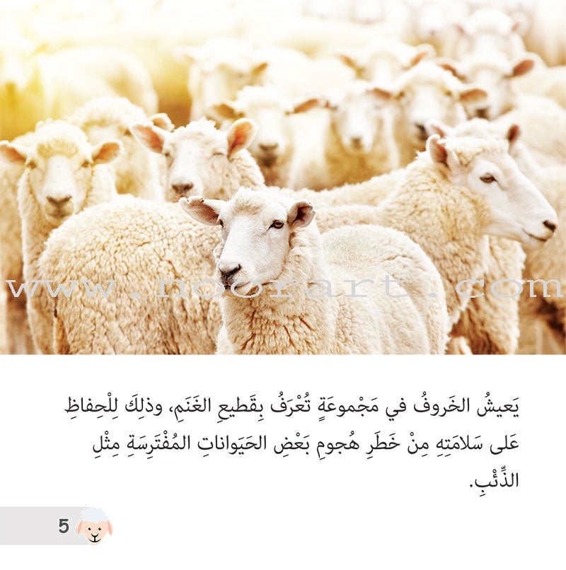 Let's Read and Discover Series (set of 5 books) سلسلة هيا نقرأ ونكتشف