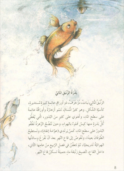 The Forest Mysteries Series (Set of 8 Books) سلسلة الغاز الغابة