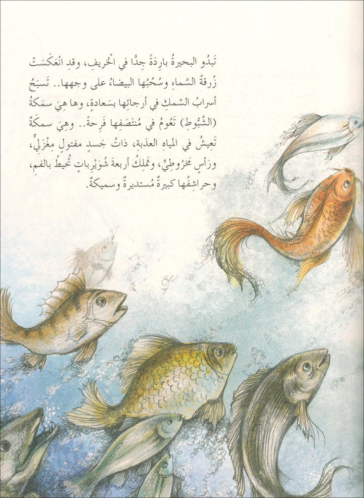 The Forest Mysteries Series (Set of 8 Books) سلسلة الغاز الغابة