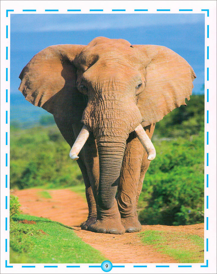 Animal's World series (Set of 6 books) سلسلة عالم الحيوانات